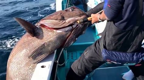 巨大魚イシナギは幻でなくマジで釣れる！？呼び名は深海のドン！130kgの超巨大魚を釣り上げた体験談はこちら！｜釣りまとめアンテナ