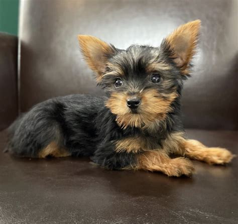 Teacup Yorkie For Sale Up To Yorkies For Sale Under