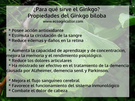 Ginkgo Biloba M S De Propiedades Y Beneficios De Esta Planta