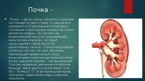 Тема: Строение почек