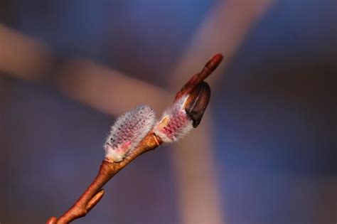 Premium Photo Close Up Of Pussy Willow Growing Outdoors