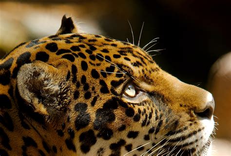 Jaguar (Panthera onca) | Starmind Conservation