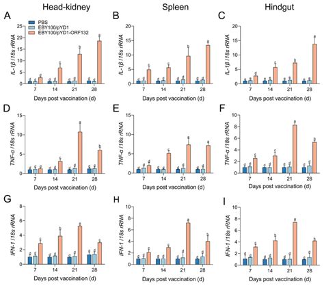 mRNA expression levels of IFN 1 TNF α and IL 1β in the headkidney