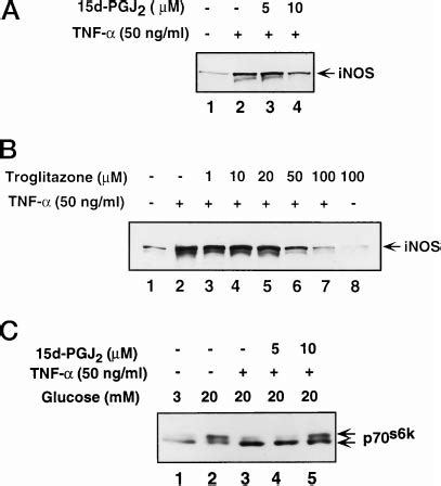 Effects Of D Pgj And Troglitazone On Inos Expression And P S K