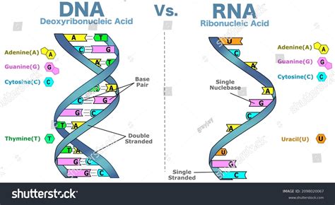 Différences entre l ADN et l ARN structure image vectorielle de