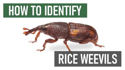 How To Get Rid Of Weevils