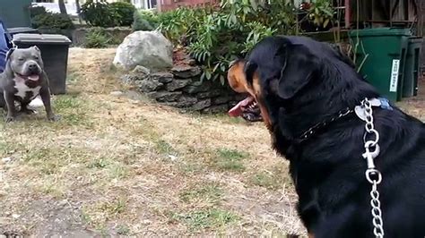 Pitbull Vs Rottweiler Fighting Videos