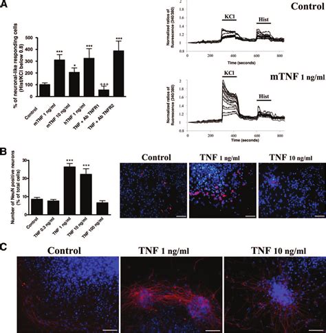 TNF Induces Neuronal Differentiation In Mouse Subventricular Zone SVZ