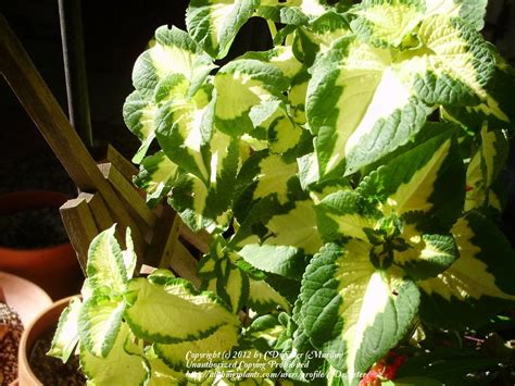 Photo Of The Leaves Of Coleus Solenostemon Scutellarioides Versa