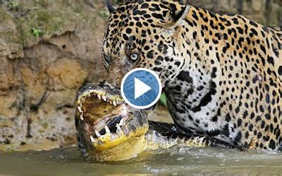 Vida Salvaje Jaguar Ataca Y Vence A Un Cocodrilo