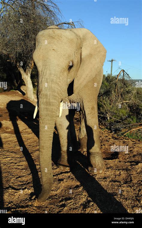 elephant south africa Stock Photo - Alamy