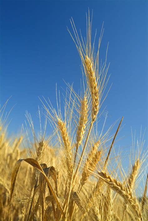 Wheat. Close-up of stalk of wheat in the field , #Sponsored, #Close, # ...