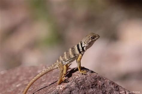 Sonoran Collared Lizard Facts Diet Habitat And Pictures On Animaliabio