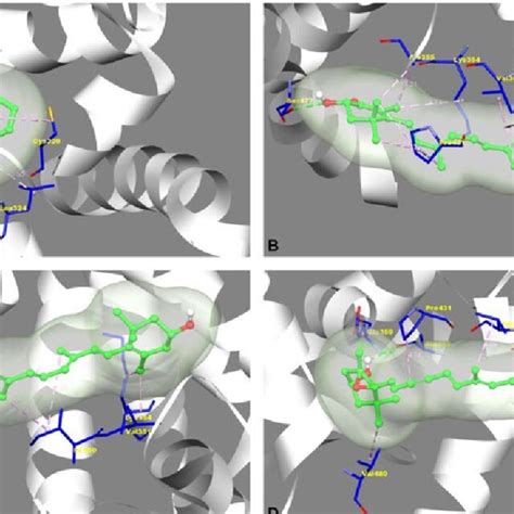 Molecular docking interaction of RORβ predicted ligand candidate