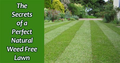 The Perfect Lawn Kill Weeds In Grass Without Killing The Grass