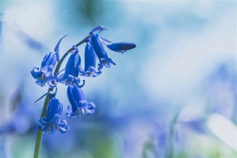 Bluebell Walks In Somerset And Dorset Muddy Stilettos Muddy Stilettos