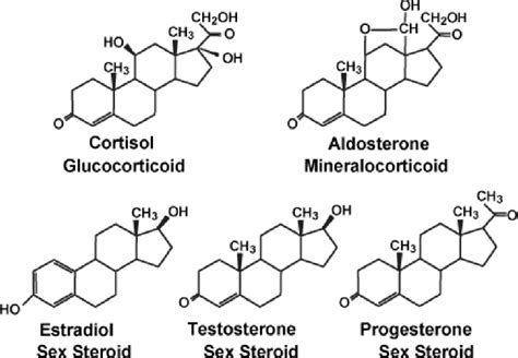 Prednisone Side Effects In Men Dr Megan