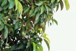 6 Tips on How to Prune an Avocado Tree - Avocado Buddy