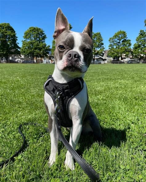 Blue Boston Terrier An American Gentleman Ready To Charm You