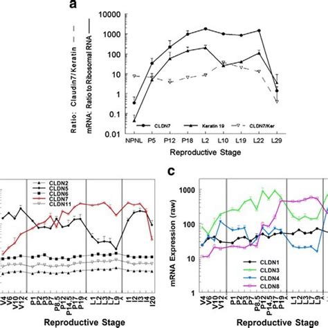 Developmental Expression Of Claudin MRNA In The Murine Mammary Gland A