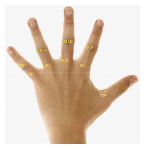 Demarcation Boundaries Of Hand Movements Download Scientific Diagram