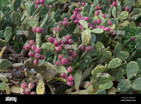 Ficus Opuntia Engelmanni Stock Photo Alamy
