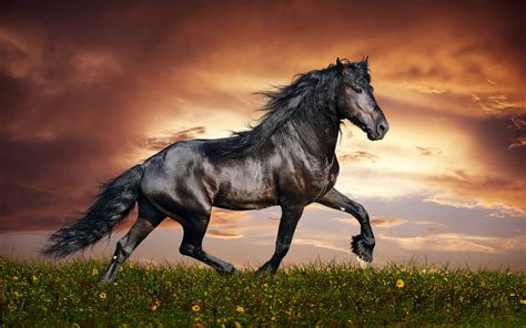 Arabian Horse Wallpapers Wallpaper Cave