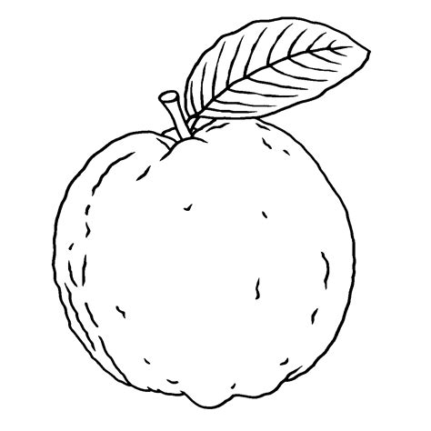 Guava outline illustration clipart | Clipart Nepal