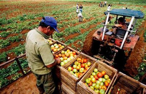 Bcrp Industria Agropecuaria Crecer A En El