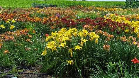 Lewis Daylily Garden: Beautiful Daylily Garden photos