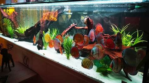 Feeding Discus Fishes In Large Discus Aquarium Best Discus Tank Setup