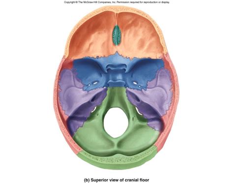 Internal Cranial Floor Diagram Quizlet