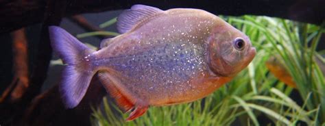 Piranha L Igiene Dell Acquario Guida Pratica Petyoo