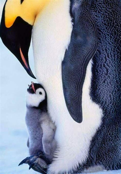 This Mother And Baby Emperor Penguins 🐧 🖤🤍💛🧡💙 : r/cute