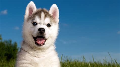 Cute Mammal Face 4k Puppy Blue Sky Dog Breed Sled Dog Siberian