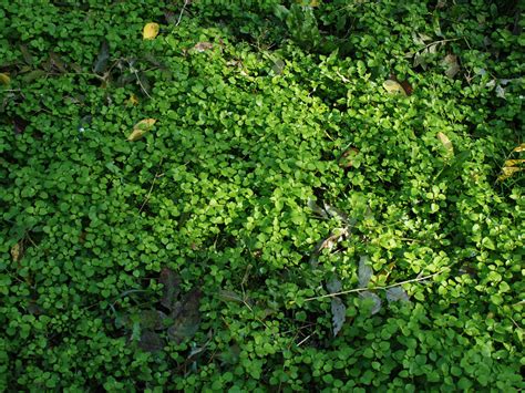 Ground With Plants Vegetation Texture Nature Grass And Foliage Textures For Photoshop