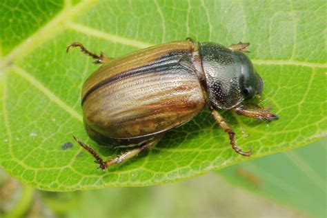 Melolonthinae Pybio Paraguay Biodiversidad