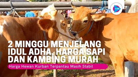 2 Minggu Menjelang Idul Adha Harga Hewan Kurban Sapi Kambing Di