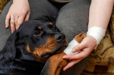 Ortopedista Veterinario Zona Sul Cemevet Centro M Dico Veterin Rio