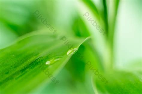 Leaf Water Drop Green Leaves Drops Background | PSD Free Download - Pikbest