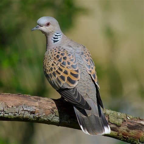 Two Turtle Doves This Christmas Youll Be Lucky Birdguides