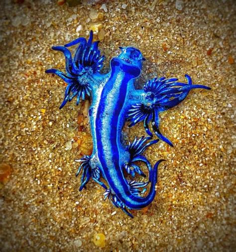 Blue Glaucus American Oceans