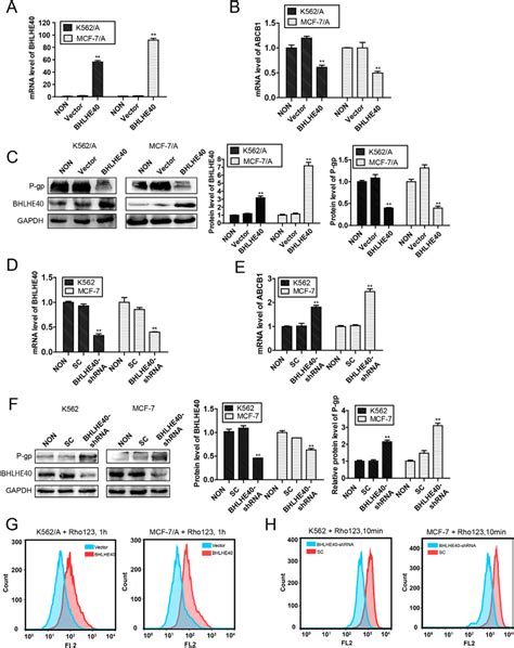 BHLHE40 Negatively Regulates Expression Of ABCB1 P Gp In Both RNA And