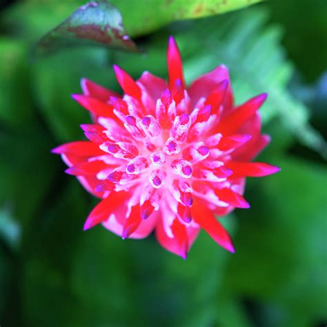 Flowering Bromeliads Red Guzmania X123 Photograph By Rich Franco Fine Art America