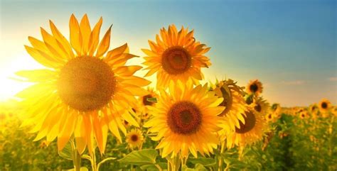 The Office Flower Spotlight On: The Sunflower | Planteria