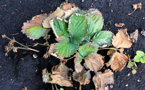 20 Strawberry Plant Wilting AyleenPierce