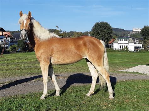 Vivienne Haflinger Stute Fuchs Pferd Austria