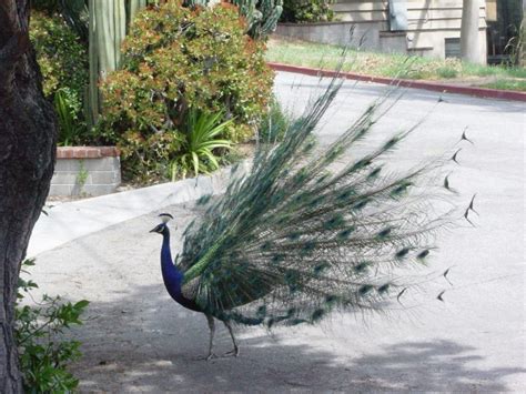 Photo Gallery Peacocks In South Pas South Pasadena Ca Patch