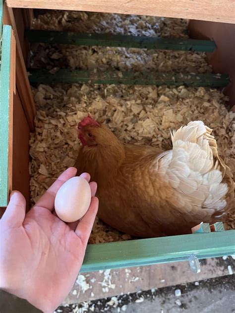 My Rosie Girl Laid Her First Egg This Morning This Is My First One Too 💛 R Backyardchickens