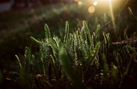 The Sun Shines On The Green Leaves Stock Photo Image Of Season Field